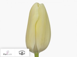 flori/tyulpan-triumf-white-proud15634