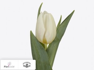 flori/tyulpan-triumf-white-stone15924