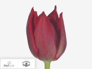 flori/tyulpan-triumf-wire-red15815