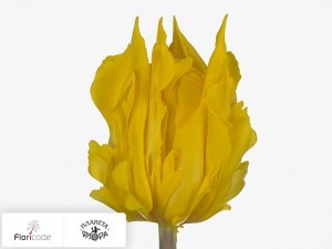 flori/tyulpan-triumf-yellow-fire15875