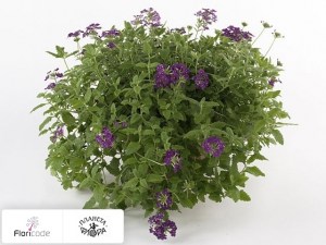 flori/verbena-vegas-purple2372
