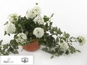 flori/verbena-vegas-white2374
