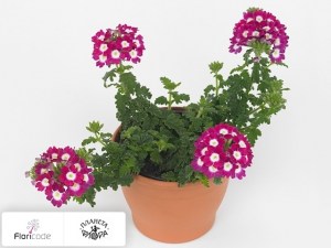 flori/verbena-venturi-cherry-with-eye2226