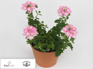 flori/verbena-venturi-pink-with-eye2225