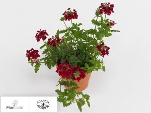 flori/verbena-venturi-red2242