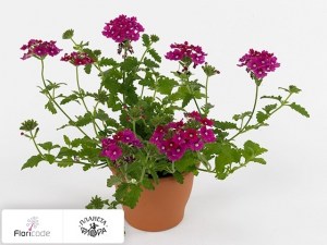 flori/verbena-venturi-rose2238
