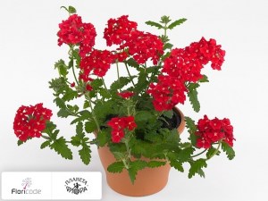 flori/verbena-venturi-scarlet2228