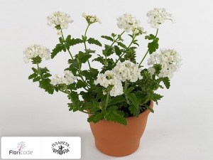 flori/verbena-venturi-white2239