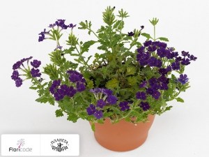 flori/verbena-versage-purple2243