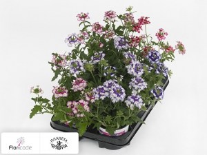 flori/verbena-wicked-gemengd2268