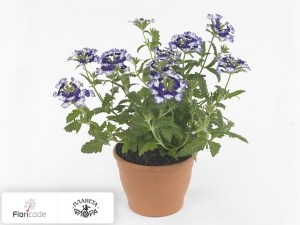 flori/verbena-wicked-great-grape2267