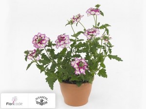 flori/verbena-wicked-hot-pink2264