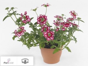 flori/verbena-wicked-pink-pepper2266