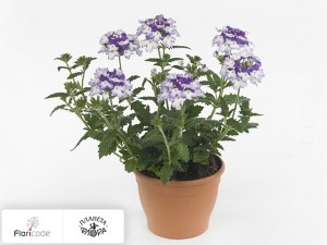 flori/verbena-wicked-purple2265