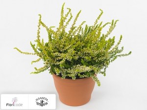 flori/veresk-obyknovennyy-callu-nova-gold2420