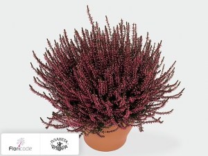 flori/veresk-obyknovennyy-marlies2508