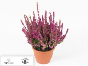 flori/veresk-obyknovennyy-purple-beauty2509