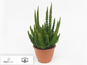flori/veresk-obyknovennyy-skyline-pretoria2427
