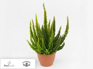 flori/veresk-obyknovennyy-skyline-trio-gemengd-in-pot2458