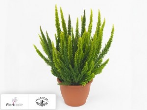flori/veresk-obyknovennyy-skyline-twin-gemengd-in-pot2384