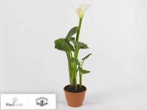 Калла зантедеския эфиопская X