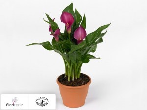 Калла зантедеския Pink Jewel