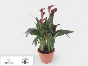 Калла зантедеския Regal