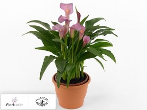 Калла зантедеския Samur