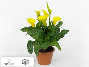 Калла зантедеския Serrada