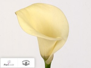 Калла зантедеския Wedgewood