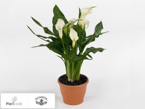 Калла зантедеския White Ideal