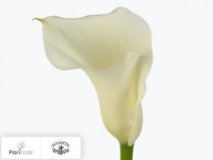 Калла зантедеския White Sox