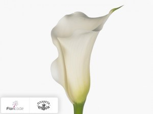Калла зантедеския White Torch