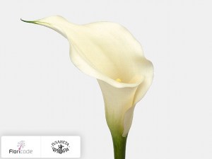 Калла зантедеския White trendy