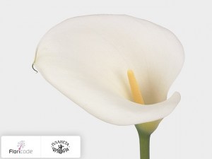 Калла зантедеския White Virgin