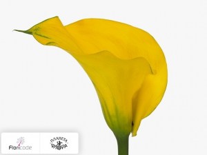 Калла зантедеския Yellow Giant