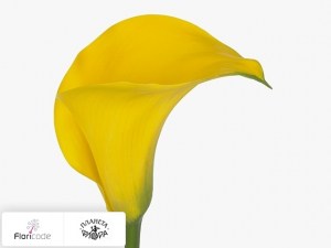 Калла зантедеския Yelloween