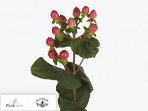 Гиперикум зверобой непахнущий Sunset Jewel